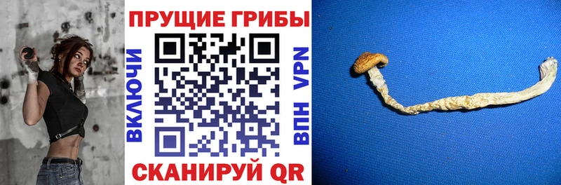 Купить закладки  Белозерск  Псилоцибиновые грибы Psilocybine cubensis 